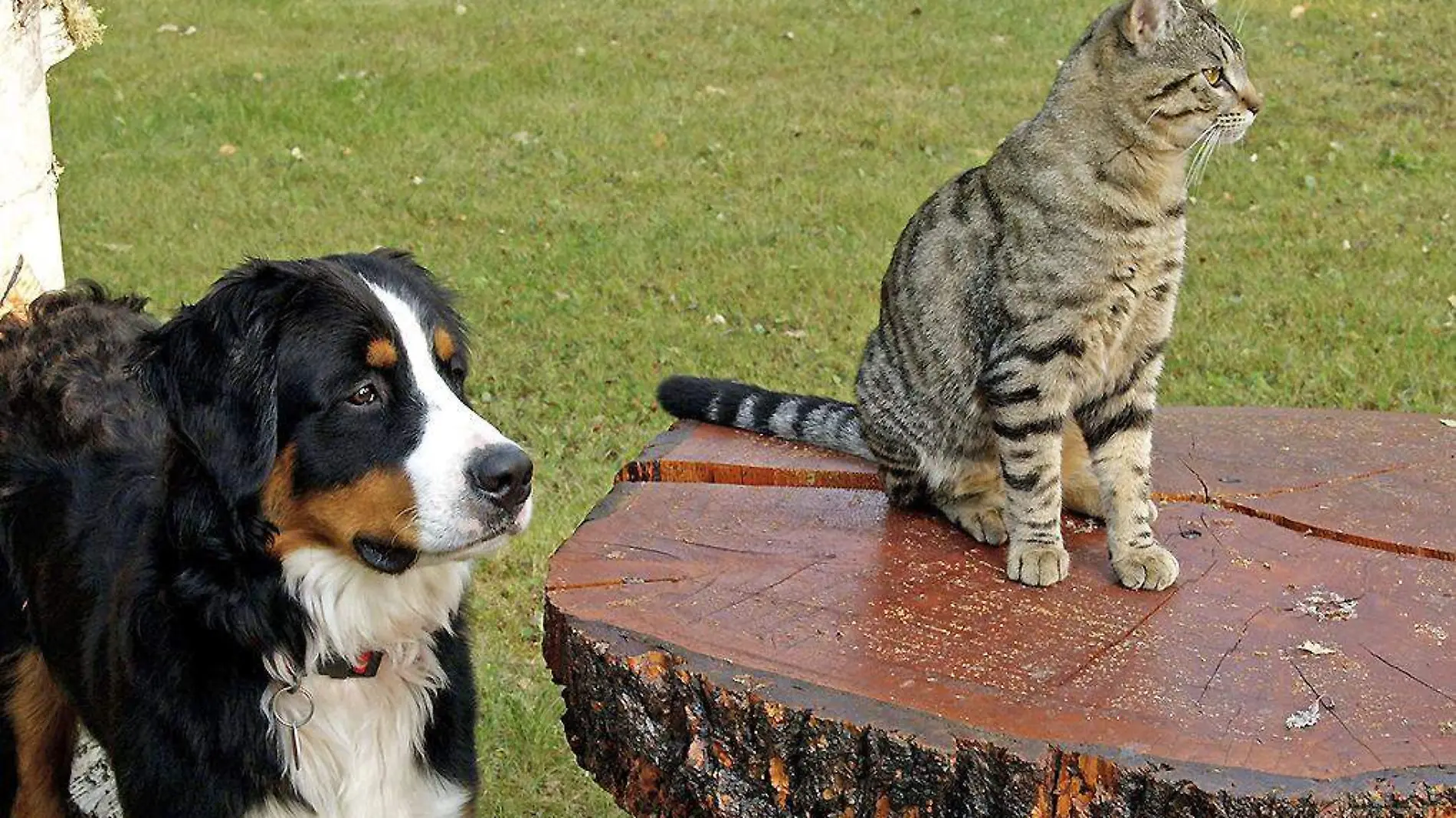 Perro y gato